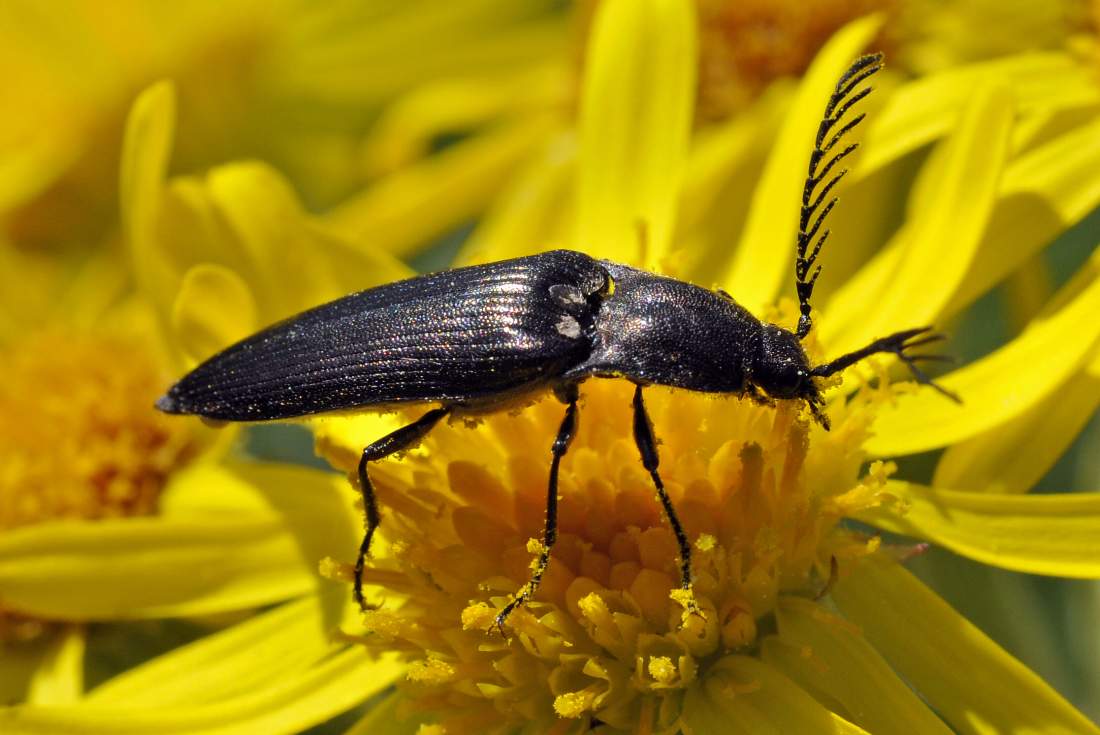 maschio di Ctenicera heyeri (Elateridae)